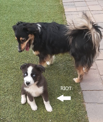 riot 1